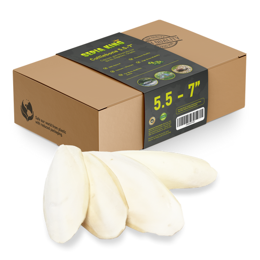 Sepia King Premium Cuttlebones - Box of 8.8oz | Size: 5.5-7in