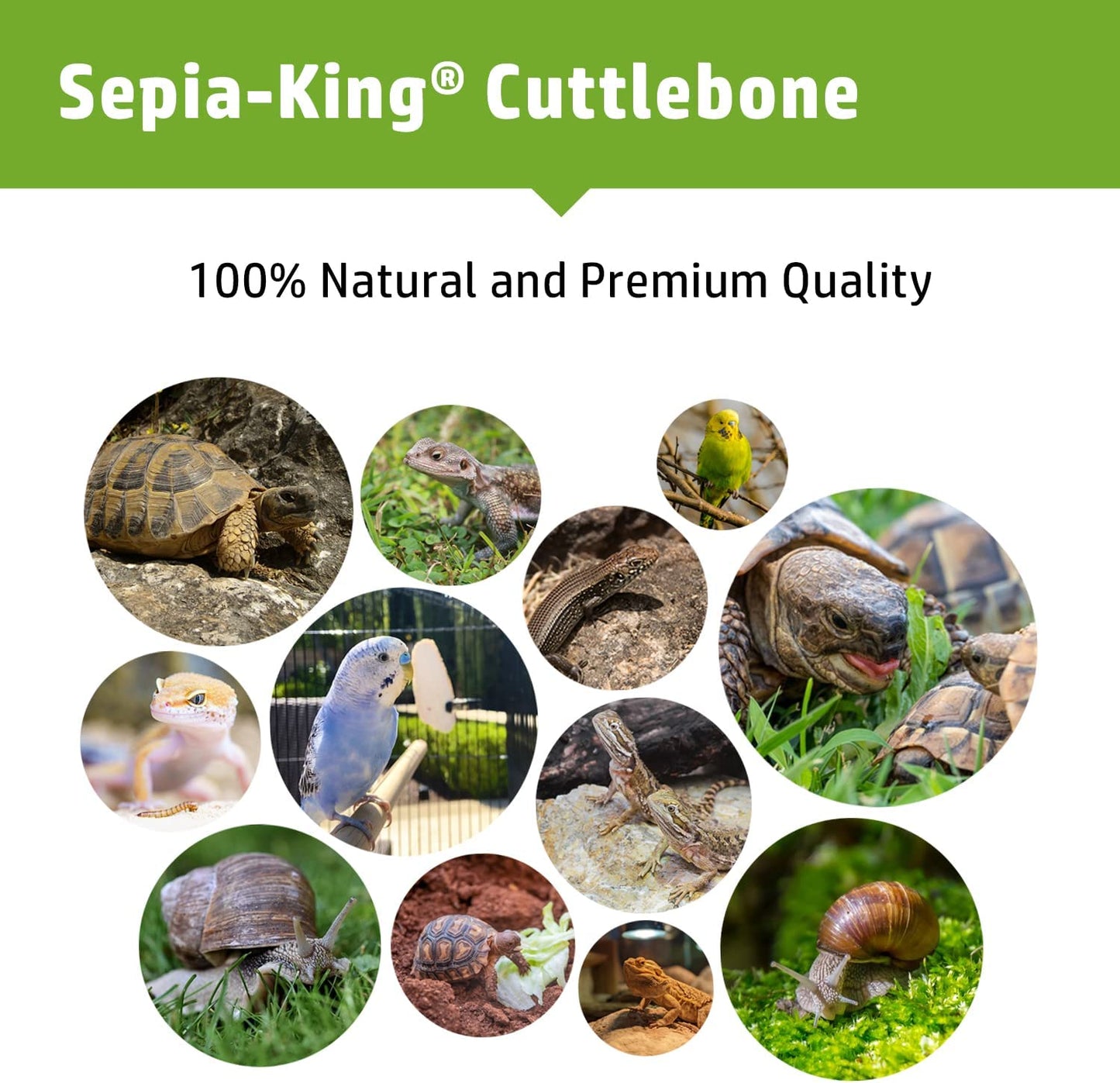 Sepia King Premium Cuttlebones - Box of 8.8oz | Size: 5.5-7in